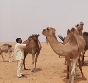 Immagine di copertina per Attivit di cooperazione internazionale dellIZSUM in Tunisia