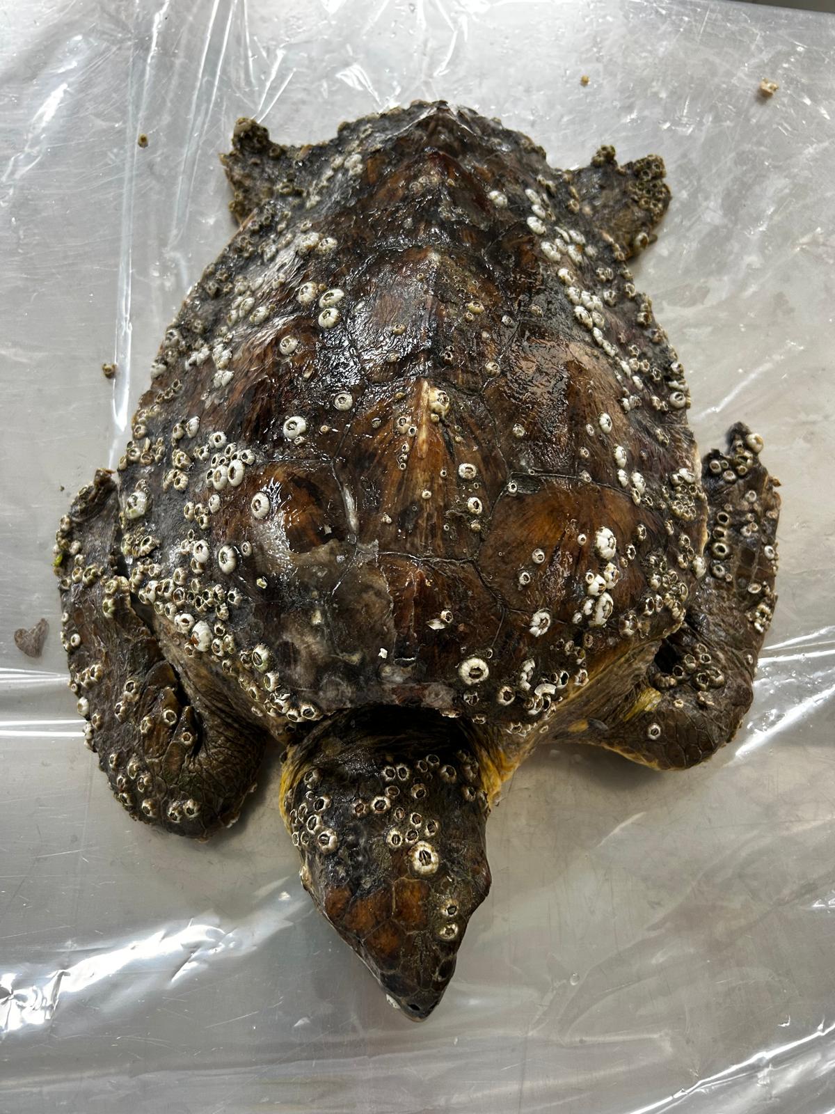 Immagine di copertina per Contributo alla conservazione della Caretta caretta: un caso di spirorchidiasi